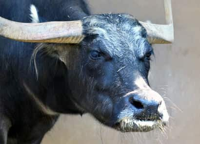 動物図鑑・アジアスイギュウ